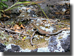 Podarcis peloponnesiacus